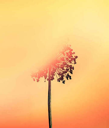 pissenlit et coucher de soleil symbole de bien-être